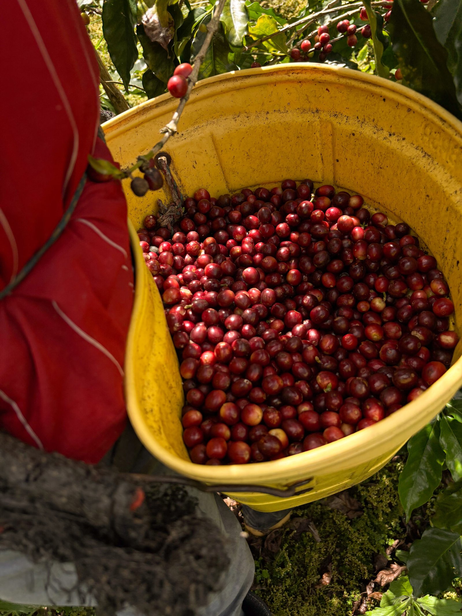 Clásico 16oz (1 lb) Santa Estela - Image 3